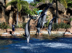 Sea World Dolphins Only Ones to Survive Microbead Attack