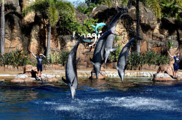 Sea World Dolphins Only Ones to Survive Microbead Attack