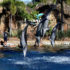 Sea World Dolphins Only Ones to Survive Microbead Attack