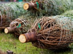 Global Warming Due to Christmas Tree Harvesting, Cancel Christmas to Save the Planet