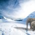 Scientists Hope to Devolve Elephants, Unleash Babies into the Arctic